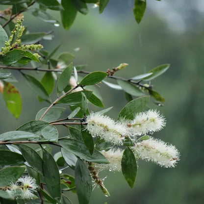 Cajeput Essential Oil