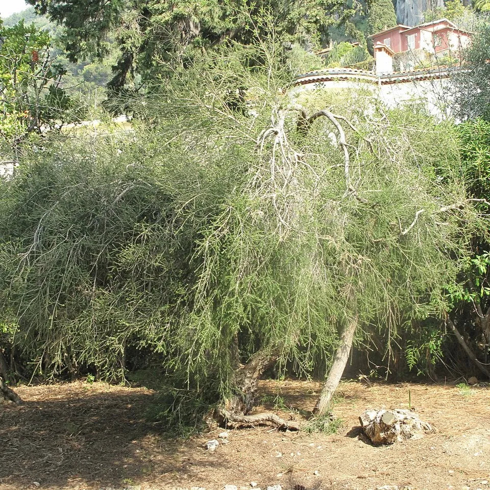 Tinh dầu Tràm Trà - Tea Tree