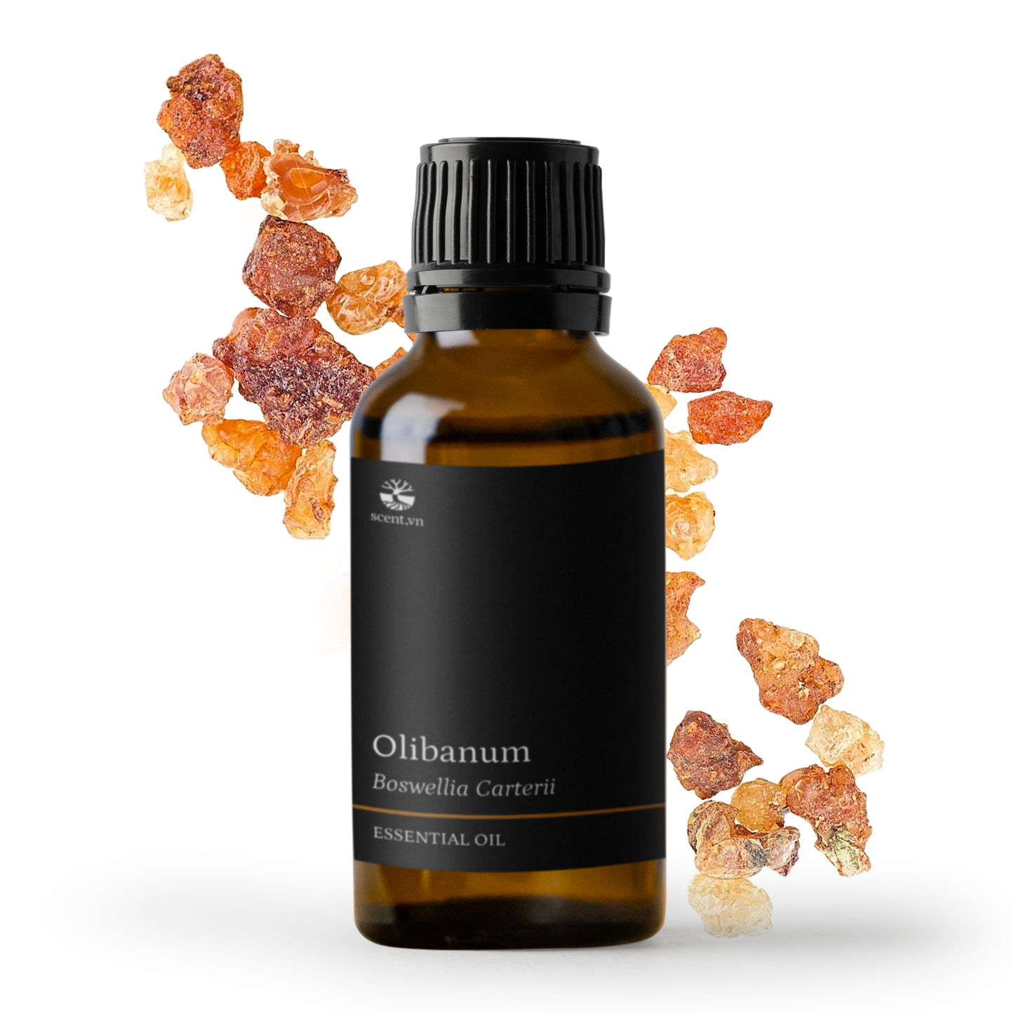 Olibanum Frankincense Carterii Essential Oil