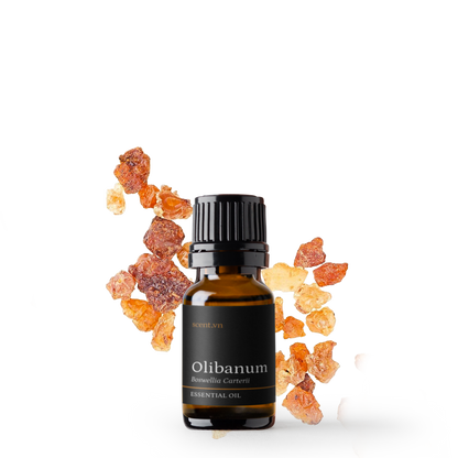 Olibanum Frankincense Carterii Essential Oil
