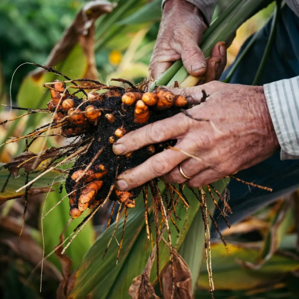 Tinh dầu Nghệ - Turmeric