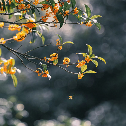 Tinh dầu Quế Hoa - Osmanthus Absolute Reco