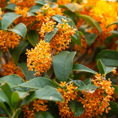 Tinh dầu Quế Hoa - Osmanthus Absolute Reco