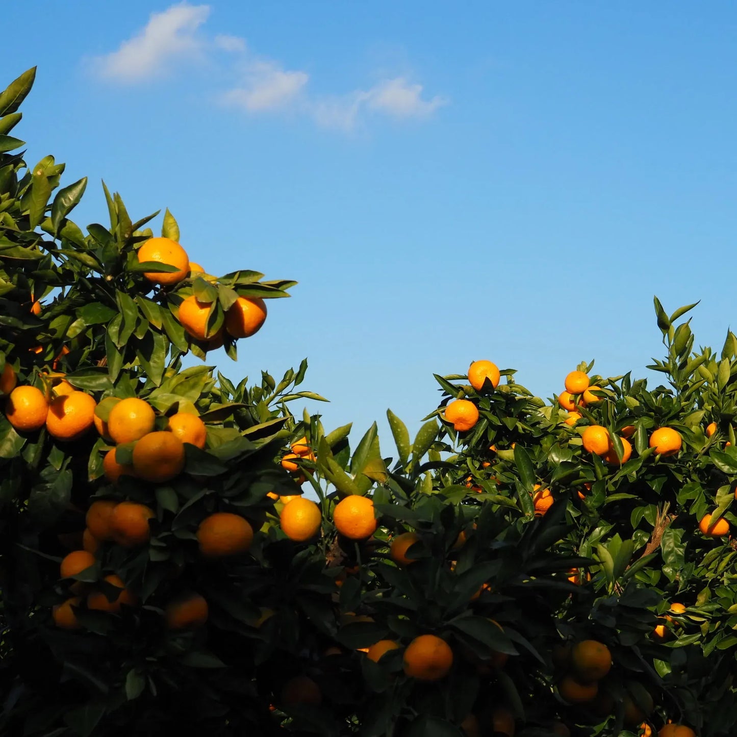 Tinh dầu Quýt Vàng - Tangerine