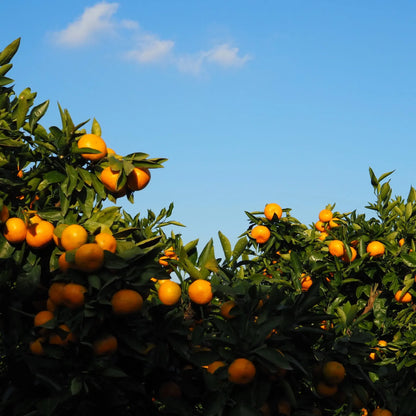 Tinh dầu Quýt Vàng - Tangerine