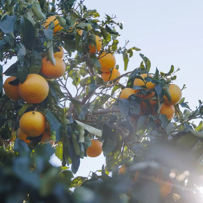 Tinh dầu Bưởi Hồng - Pink Grapefruit