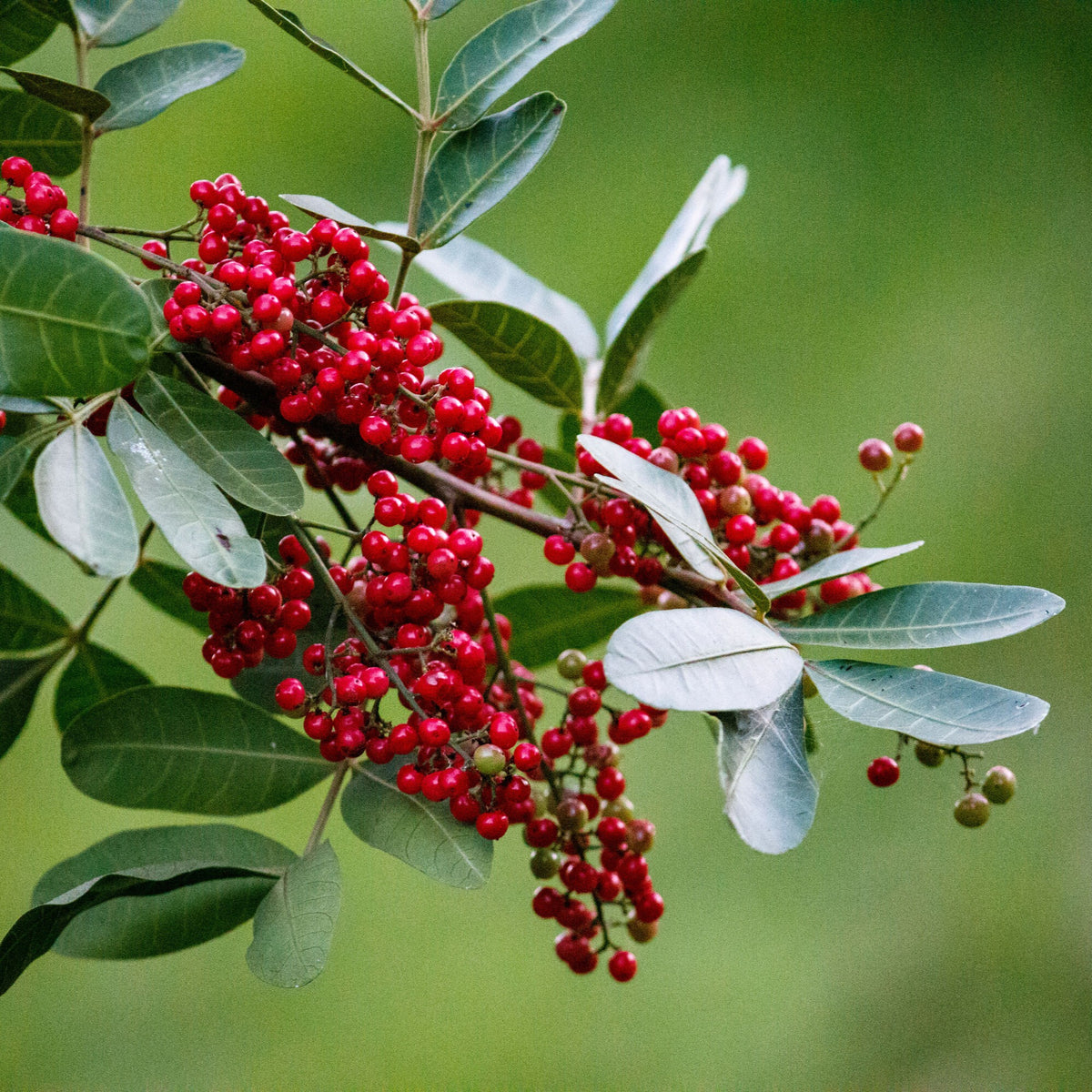 Pink Pepper Essential Oil
