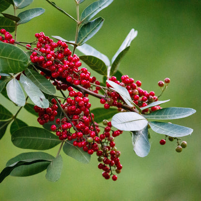 Pink Pepper Essential Oil