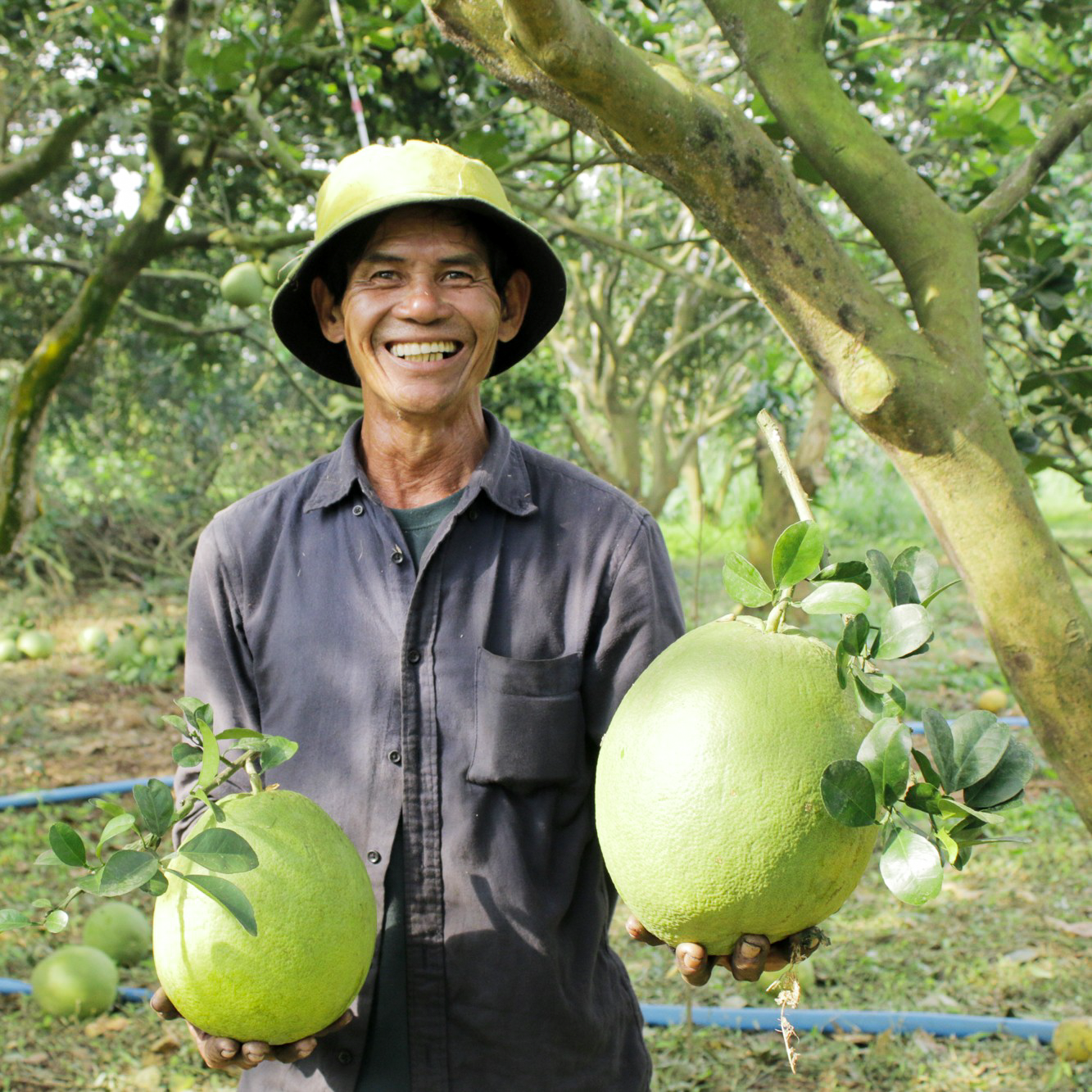 Tinh dầu Vỏ Bưởi - Pomelo Peel