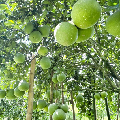 Tinh dầu Vỏ Bưởi - Pomelo Peel