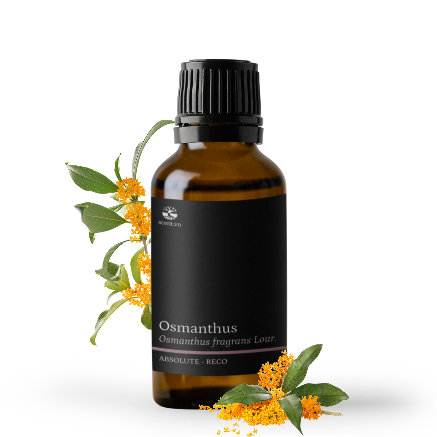 Tinh dầu Quế Hoa - Osmanthus Absolute Reco