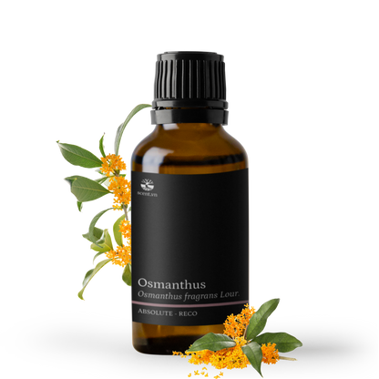 Tinh dầu Quế Hoa - Osmanthus Absolute Reco