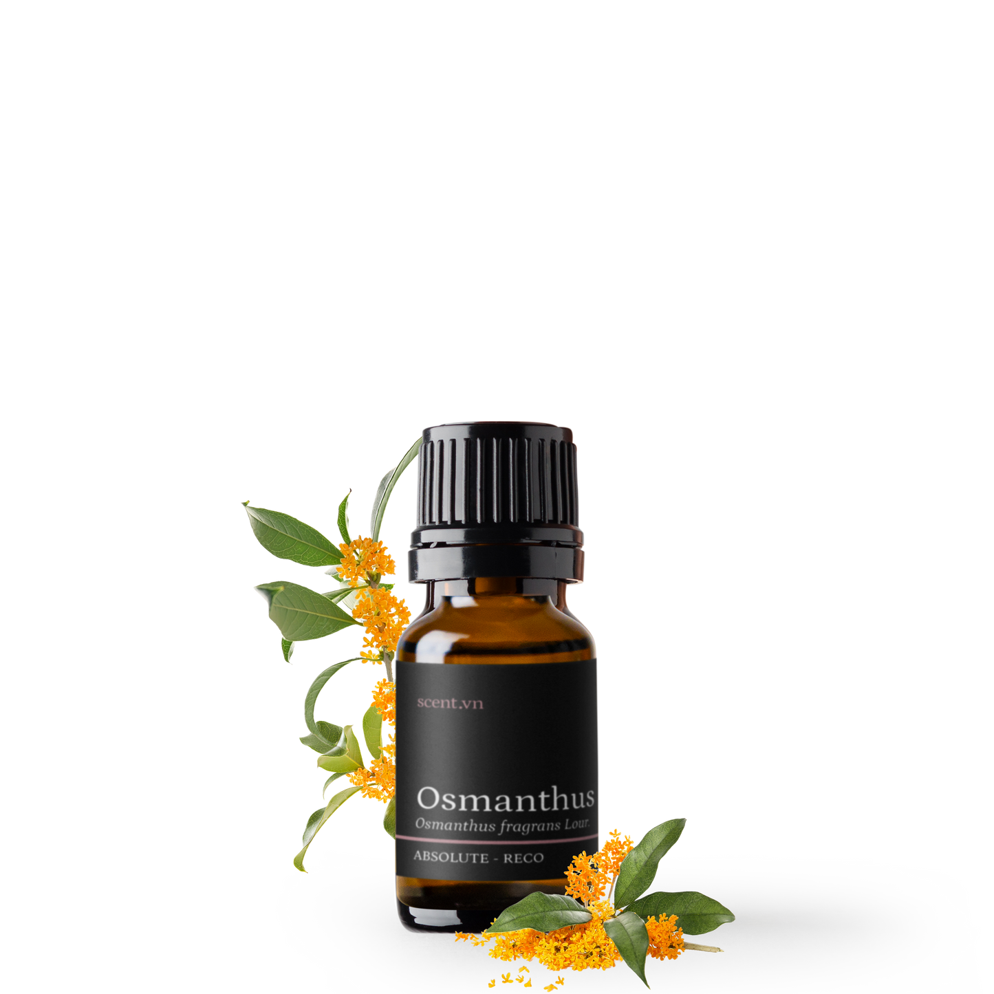 Tinh dầu Quế Hoa - Osmanthus Absolute Reco
