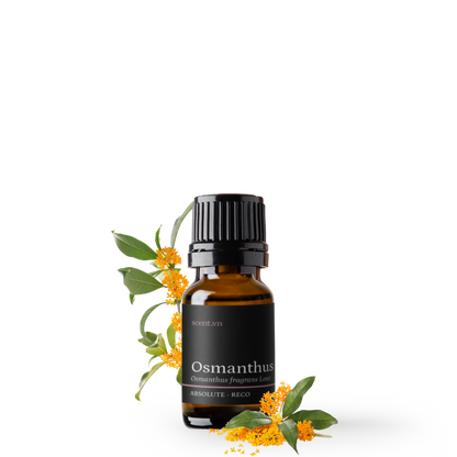 Tinh dầu Quế Hoa - Osmanthus Absolute Reco