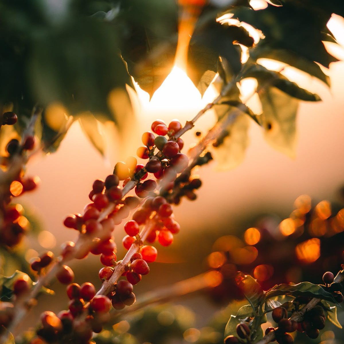 Robusta Coffee CO₂ Extract