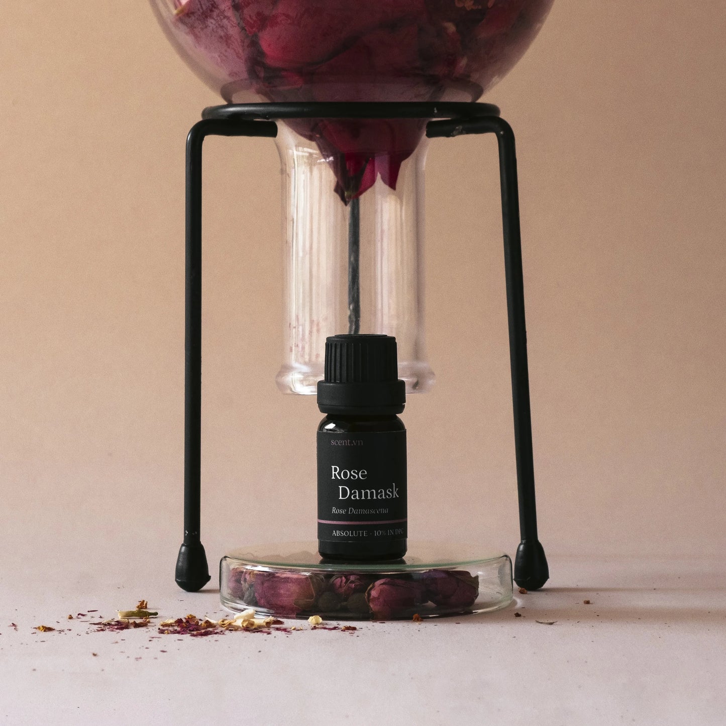 Rose Damask Absolute