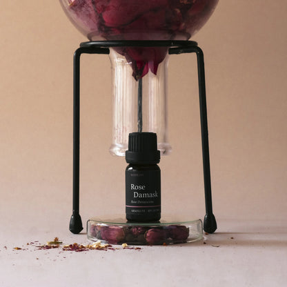 Rose Damask Absolute