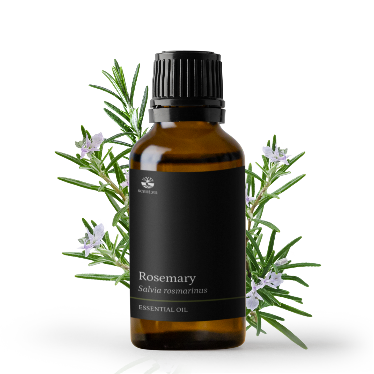 Tinh dầu Hương Thảo - Rosemary