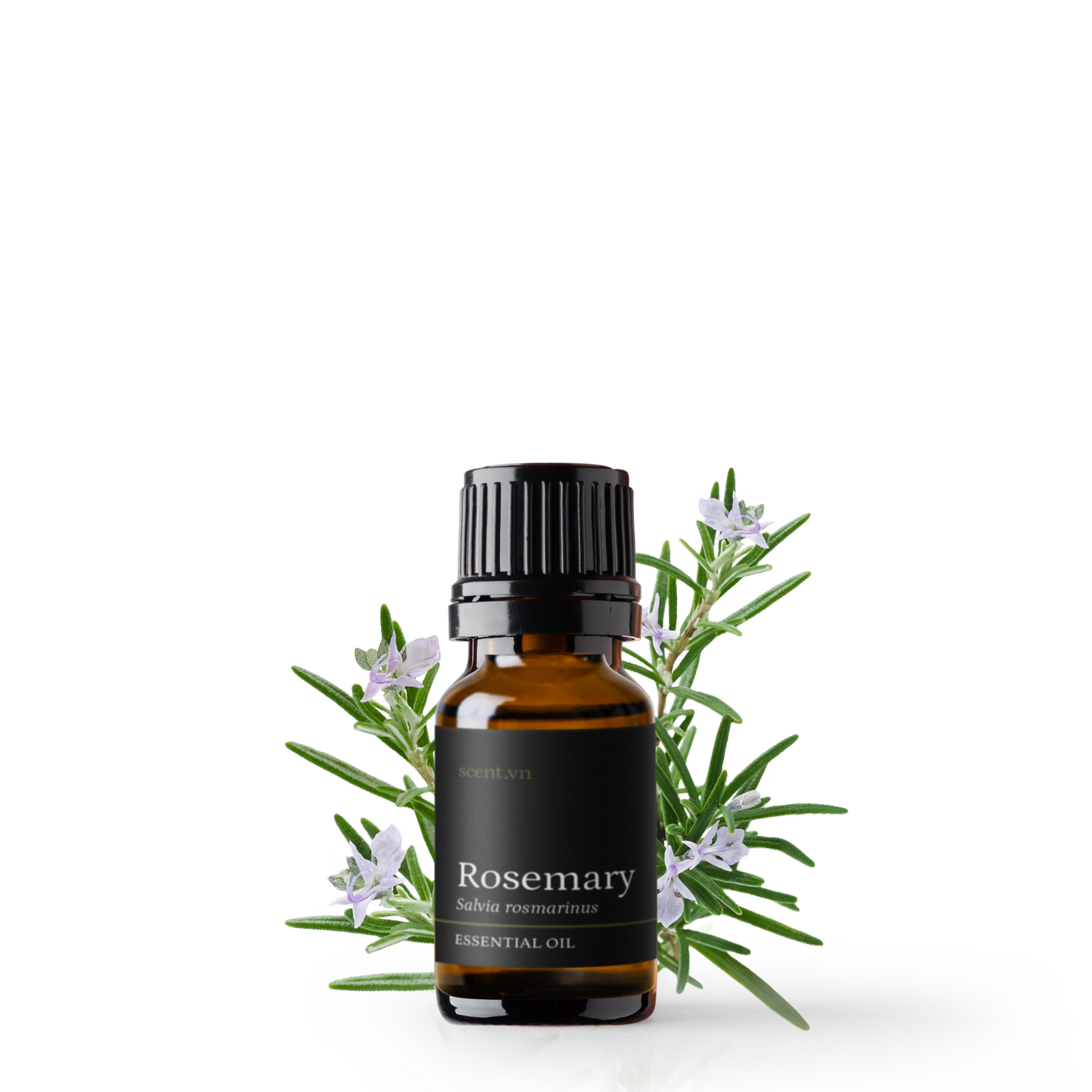 Tinh dầu Hương Thảo - Rosemary