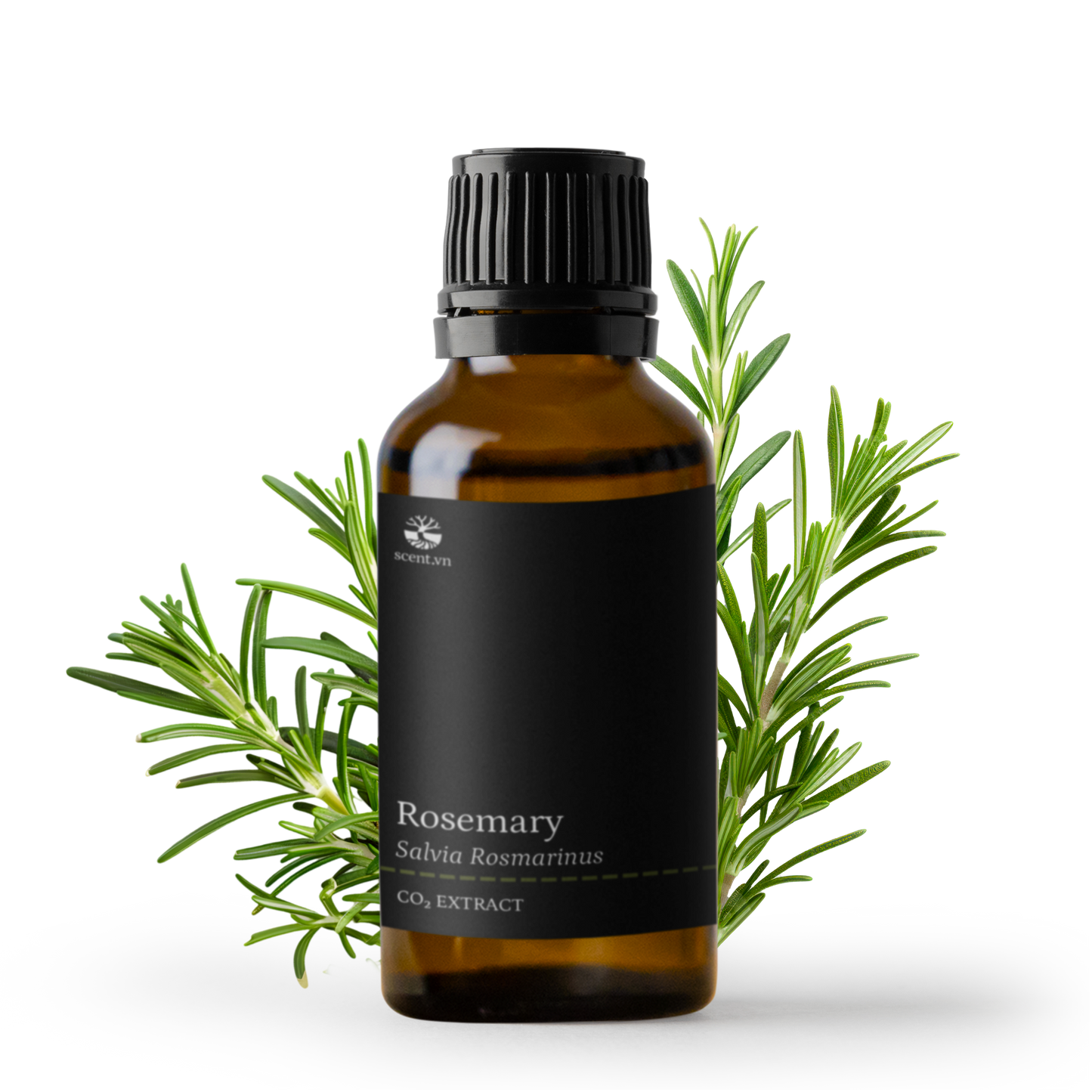 Chiết xuất Hương Thảo CO₂ Chống oxy hóa - Rosemary