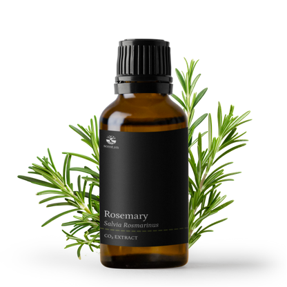 Chiết xuất Hương Thảo CO₂ Chống oxy hóa - Rosemary