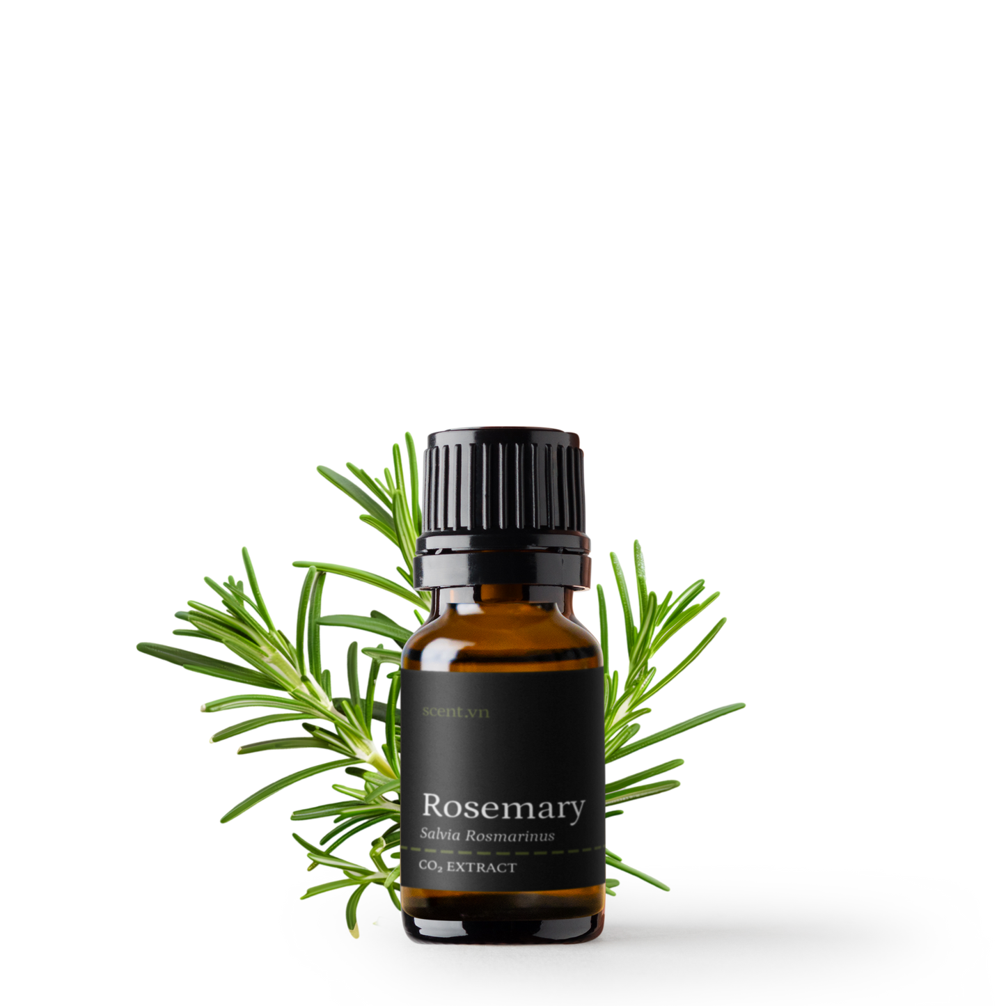 Chiết xuất Hương Thảo CO₂ Chống oxy hóa - Rosemary