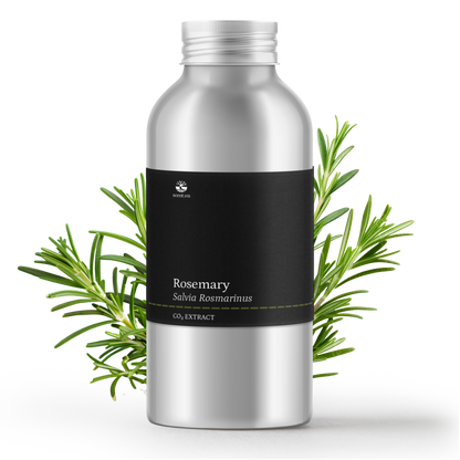 Chiết xuất Hương Thảo CO₂ Chống oxy hóa - Rosemary