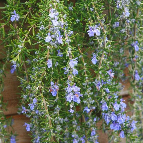 Tinh dầu Hương Thảo - Rosemary