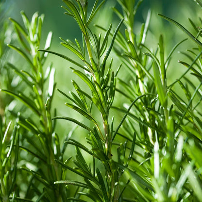 Chiết xuất Hương Thảo CO₂ Chống oxy hóa - Rosemary