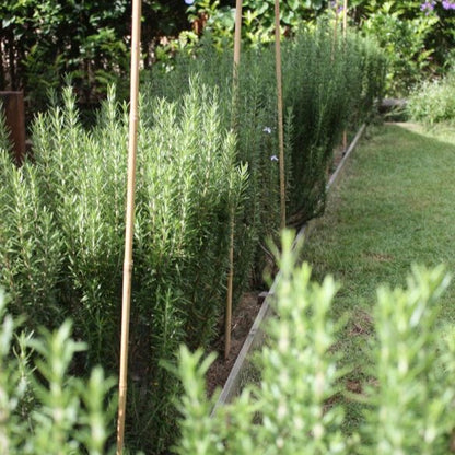 Tinh dầu Hương Thảo - Rosemary