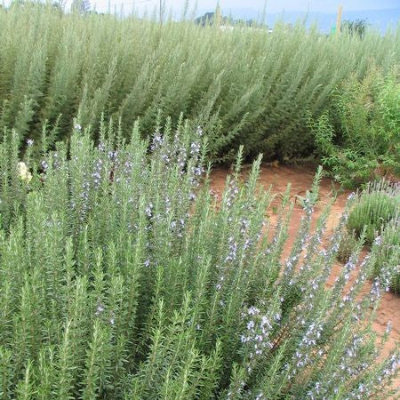 Chiết xuất Hương Thảo CO₂ Chống oxy hóa - Rosemary