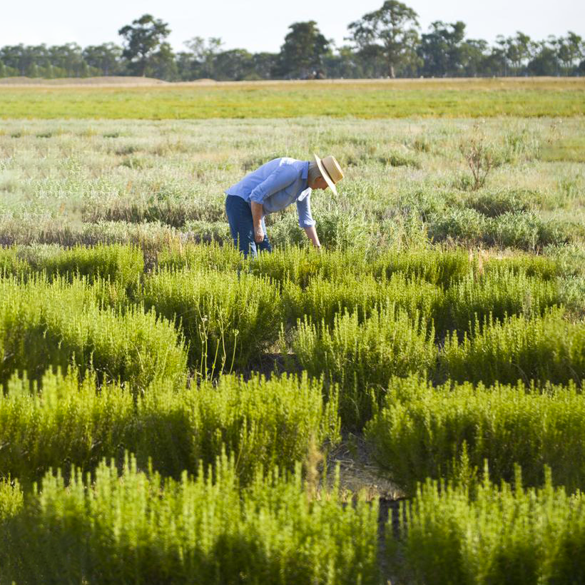 Tinh dầu Hương Thảo - Rosemary