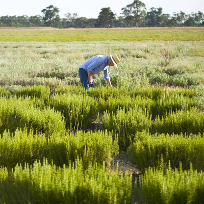 Tinh dầu Hương Thảo - Rosemary