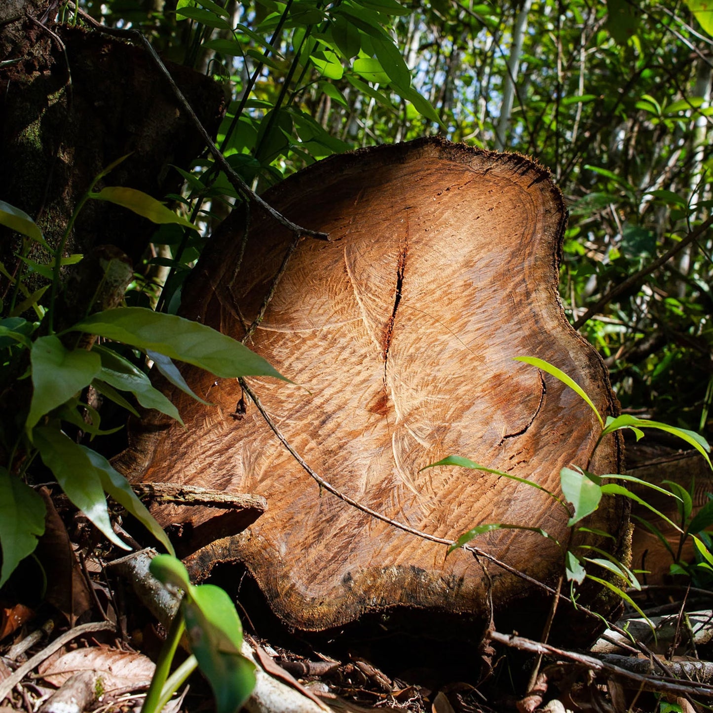 Tinh dầu Gỗ Hồng - Rosewood