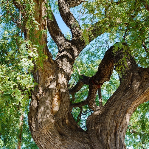 Tinh dầu Gỗ Hồng - Rosewood