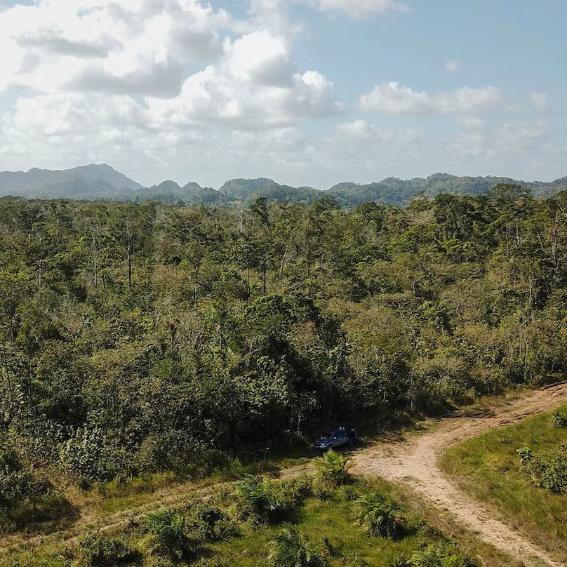 Tinh dầu Gỗ Hồng - Rosewood