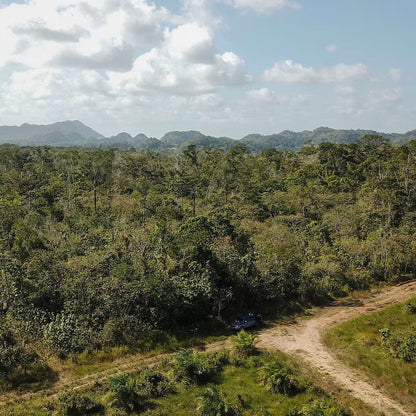 Tinh dầu Gỗ Hồng - Rosewood