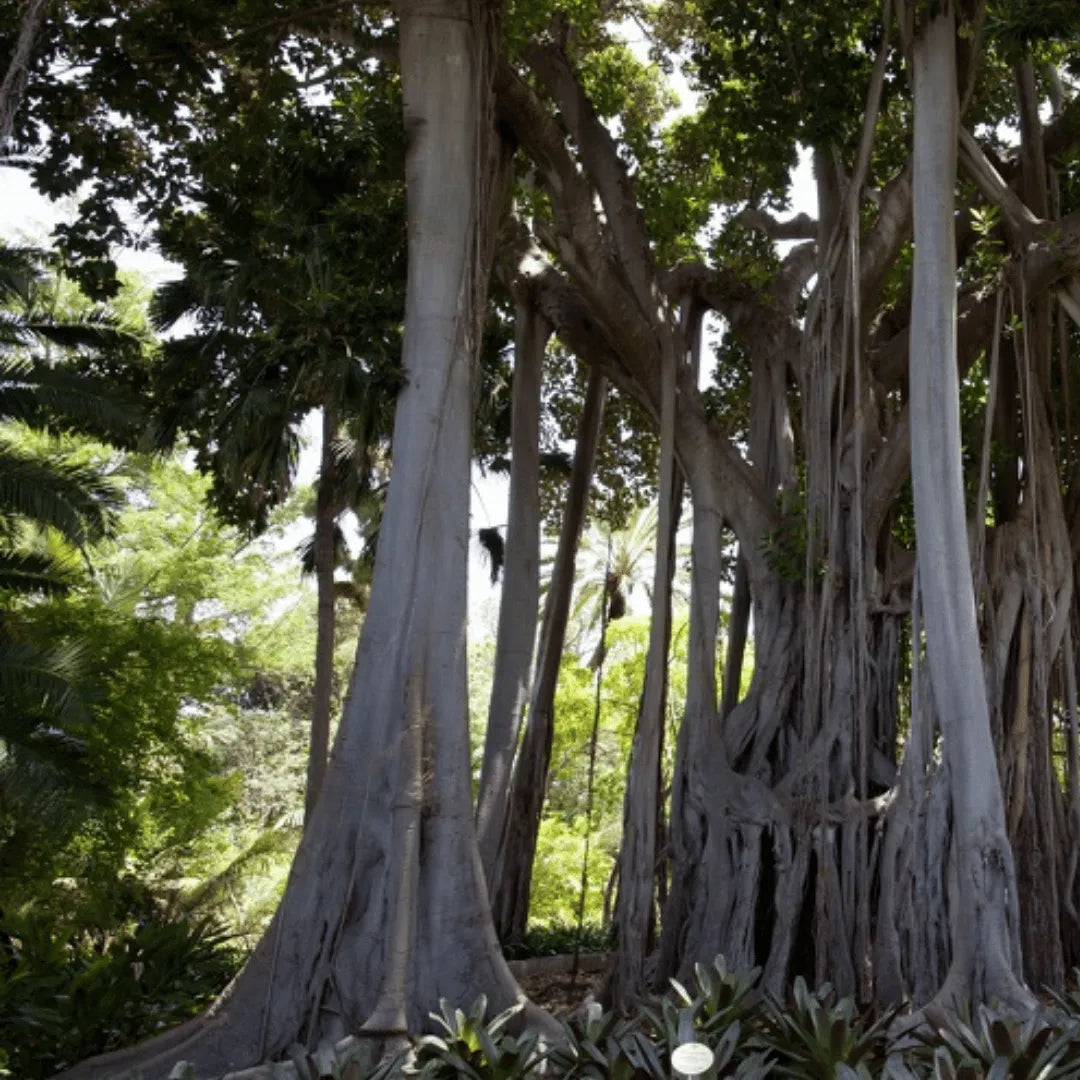 Tinh dầu Pơ Mu - Siam Wood