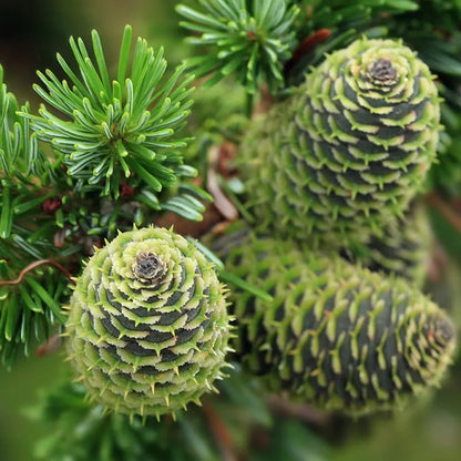 Tinh dầu Lãnh Sam - Siberian Fir Needle