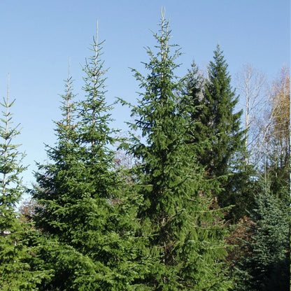 Tinh dầu Lãnh Sam - Siberian Fir Needle