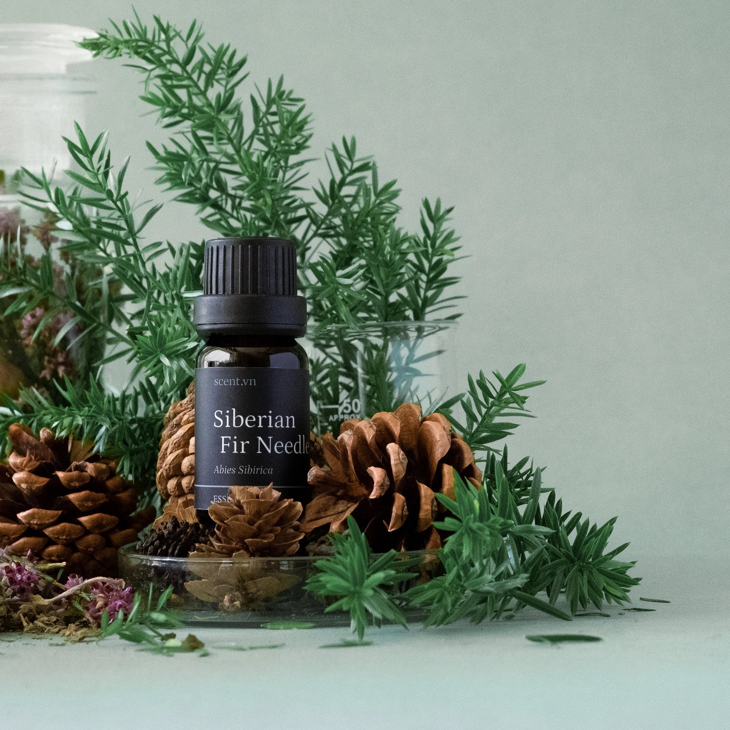 Tinh dầu Lãnh Sam - Siberian Fir