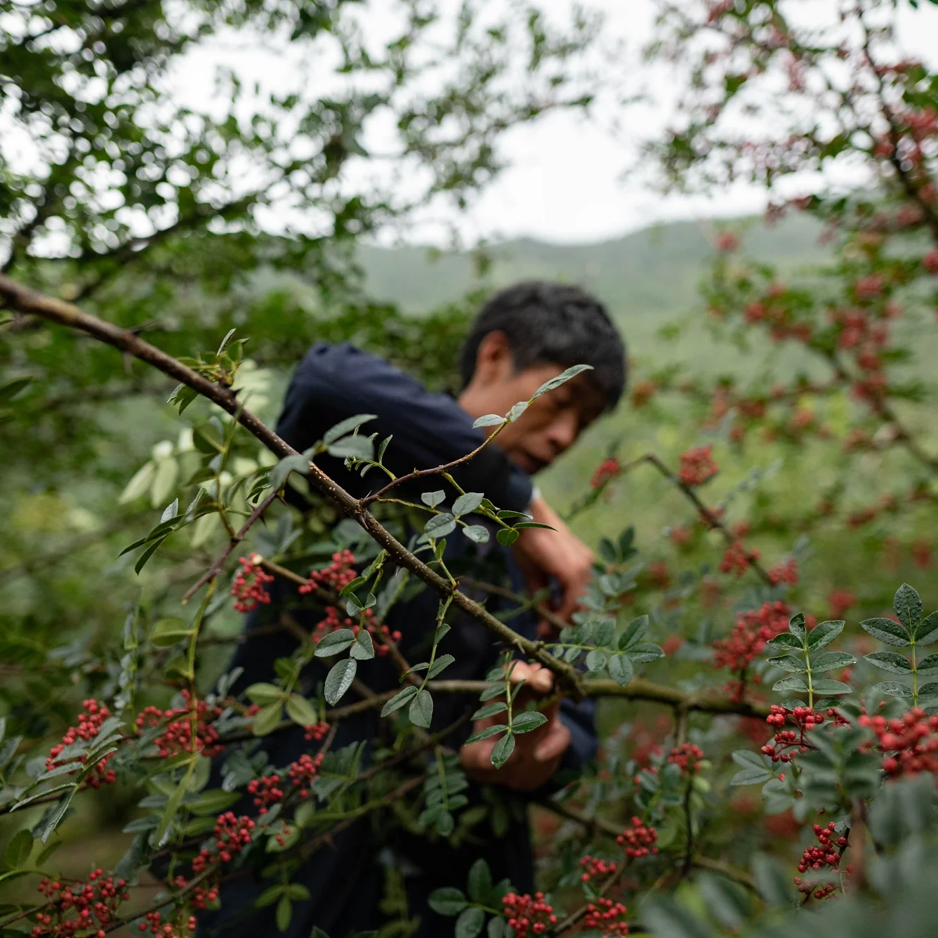Sichuan Pepper CO₂ Extract