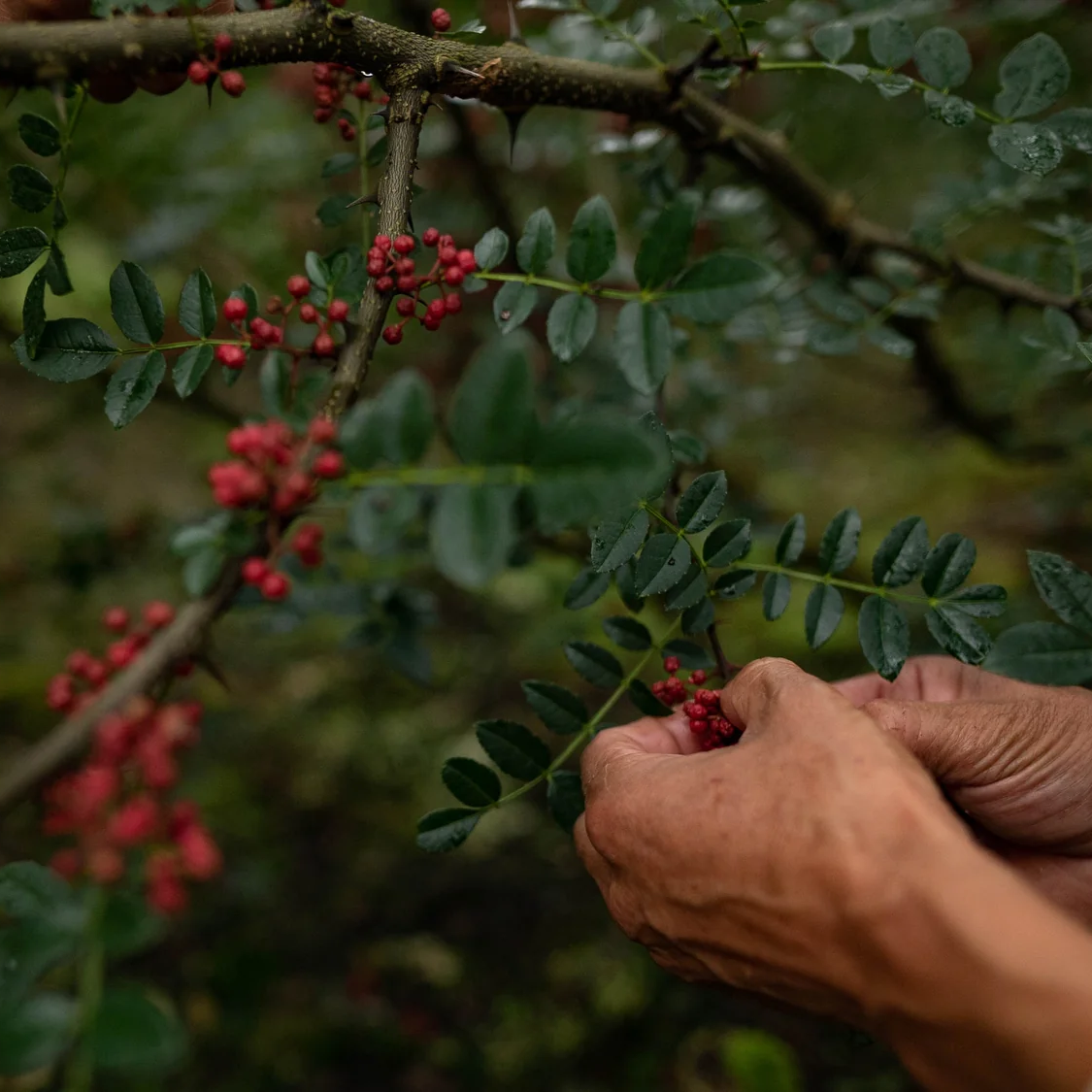 Sichuan Pepper CO₂ Extract