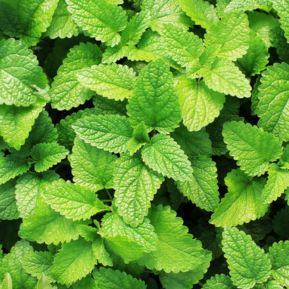 Tinh dầu Bạc Hà Á - Spearmint