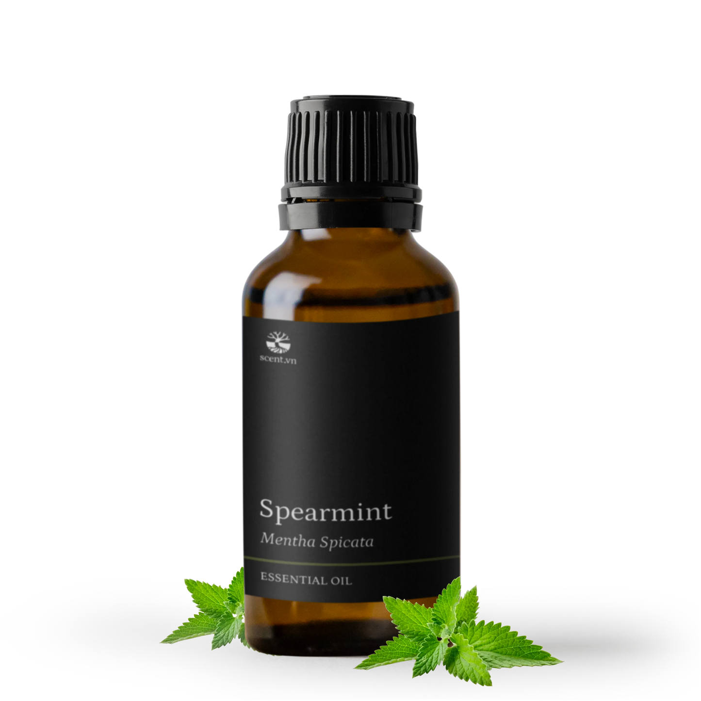 Tinh dầu Bạc Hà Lục - Spearmint