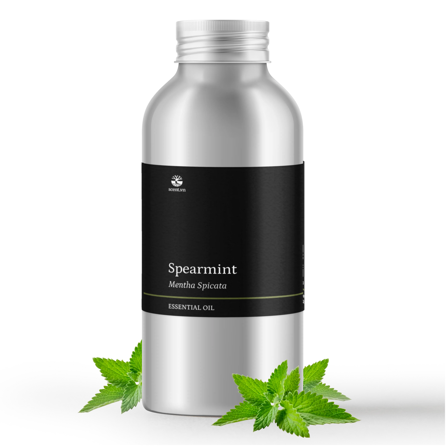 Tinh dầu Bạc Hà Lục - Spearmint