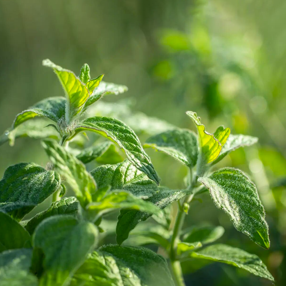 Spearmint Essential Oil