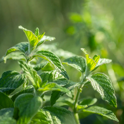 Spearmint Essential Oil
