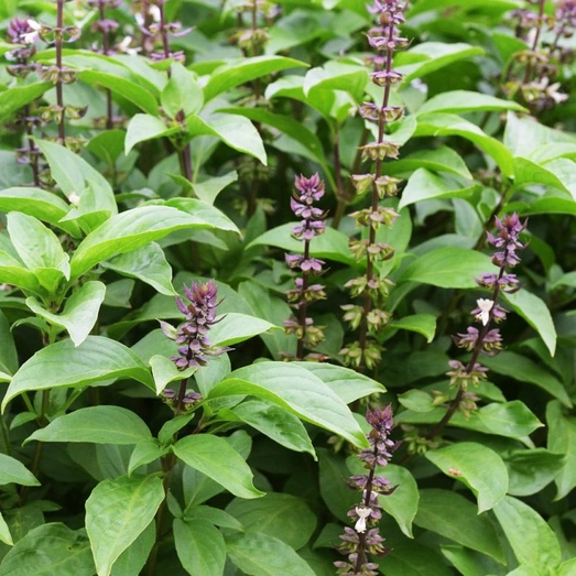Sweet Basil Essential Oil