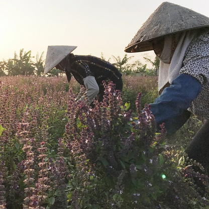 Sweet Basil Essential Oil